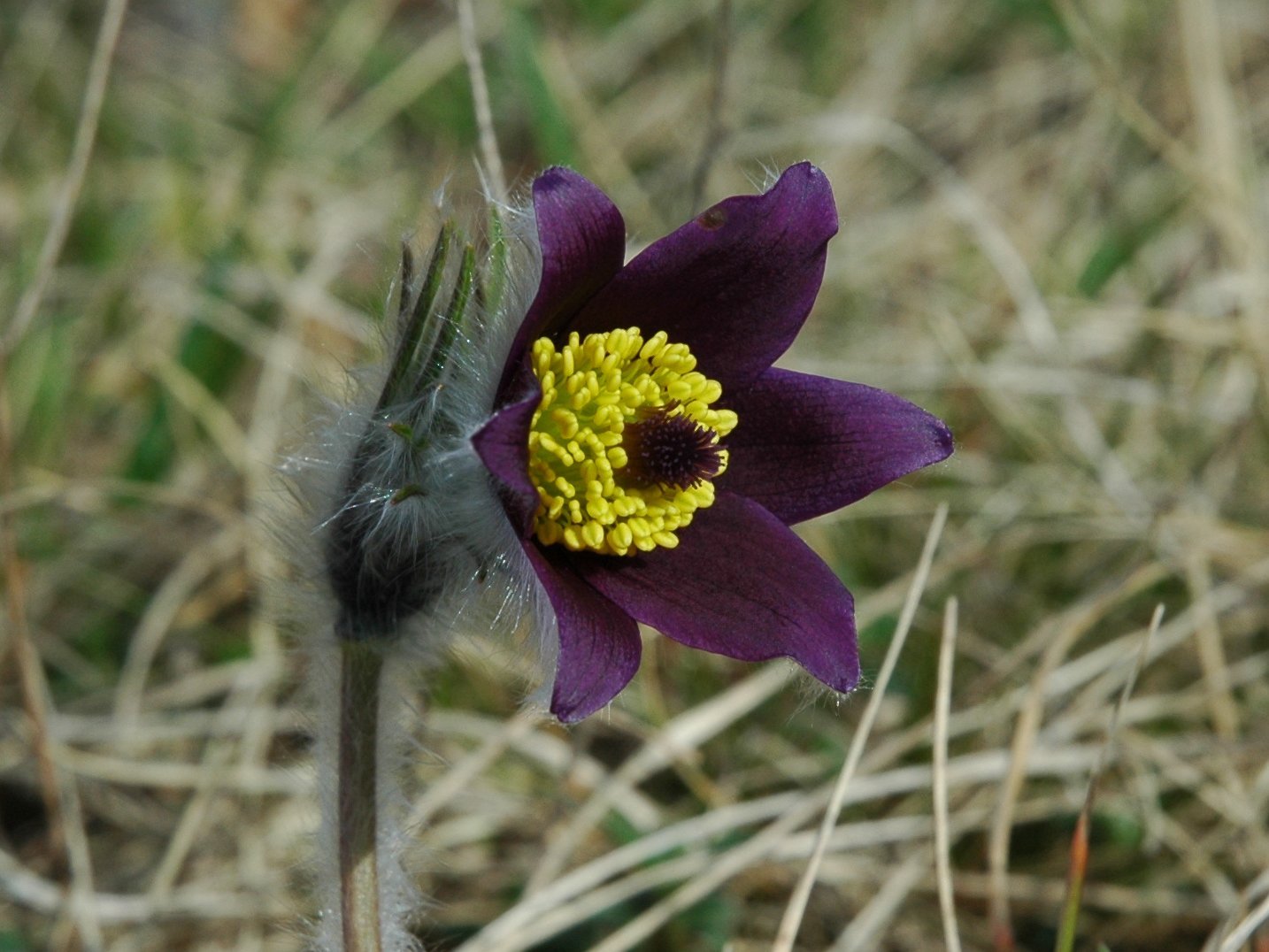 Pulsatilla montana / Anemone montana